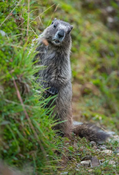Marmota Estado Salvaje Animal Naturaleza Fauna —  Fotos de Stock