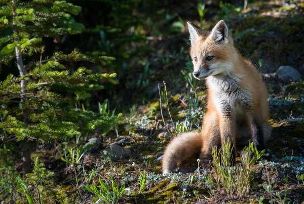 Červená Liška Zvíře Příroda Fauna — Stock fotografie
