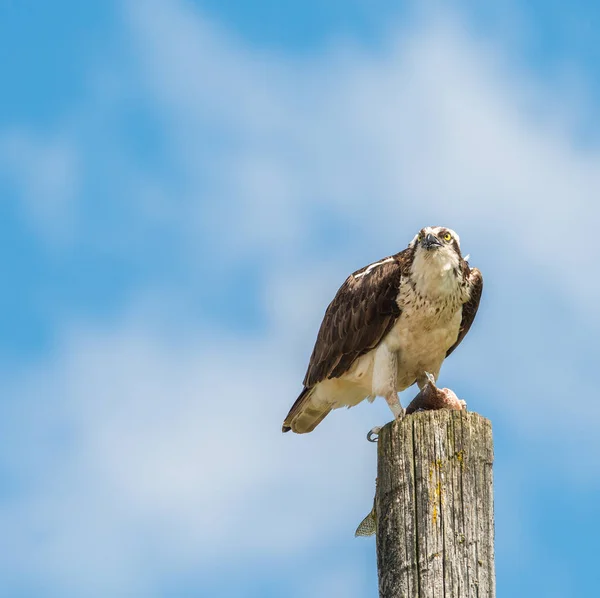 Pájaro Salvaje Animal Naturaleza Fauna — Foto de Stock