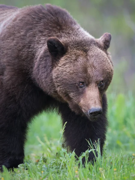 Дикий Ведмідь Природа Фауна — стокове фото