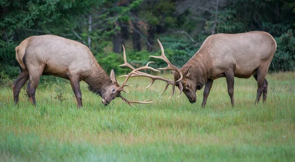 Alces Touro Selvagens Natureza Fauna — Fotografia de Stock