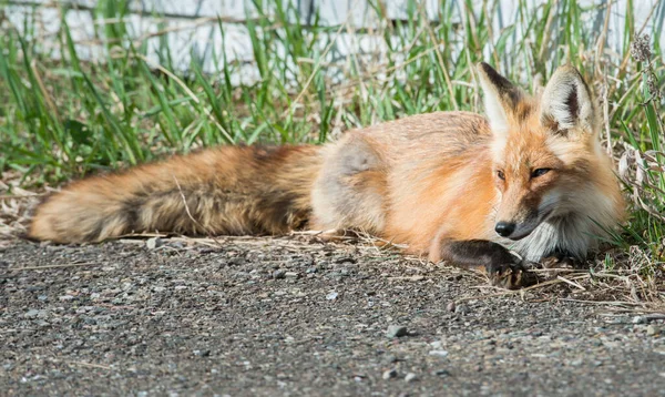 Raposa Vermelha Animal Natureza Fauna — Fotografia de Stock