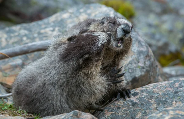 Marmotas Estado Salvaje Animales Naturaleza Fauna — Foto de Stock