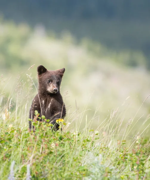 Urso Negro Selvagem Natureza Fauna — Fotografia de Stock