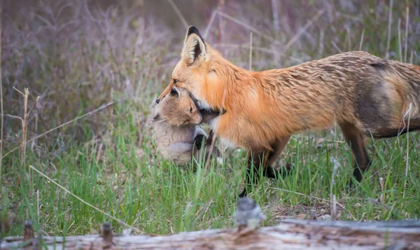 赤狐動物自然 — ストック写真
