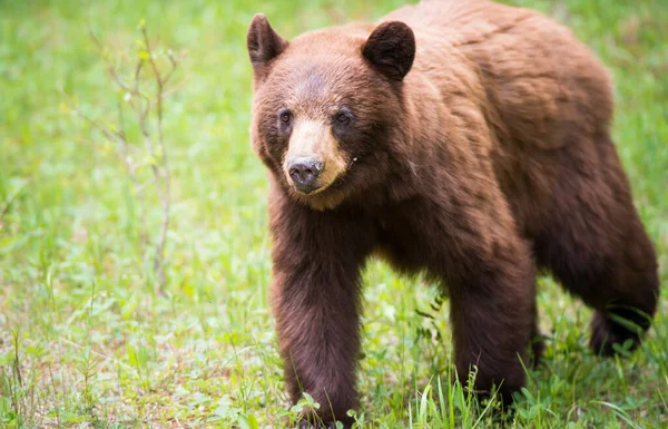 Orso nero — Foto Stock