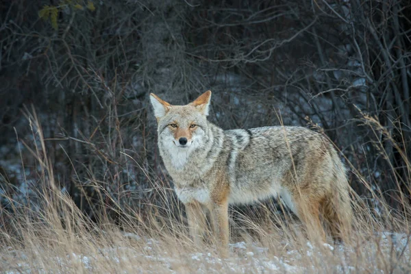 Coyote Het Wild Natuur Fauna — Stockfoto