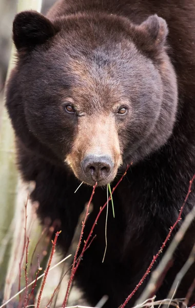 Dziki Czarny Niedźwiedź Natura Fauna — Zdjęcie stockowe