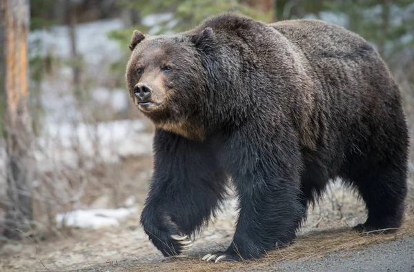 Vahşi Boz Ayı Doğa Fauna — Stok fotoğraf