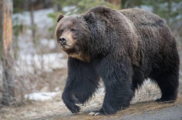 wild grizzly bear. Nature, fauna