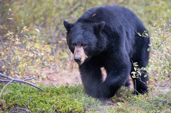 Urso Negro Selvagem Natureza Fauna — Fotografia de Stock