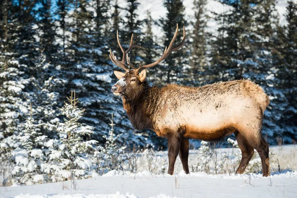 Elk