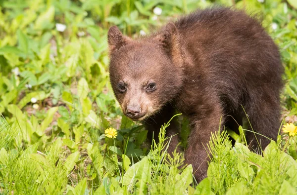 Дикий Чорний Ведмідь Природа Фауна — стокове фото