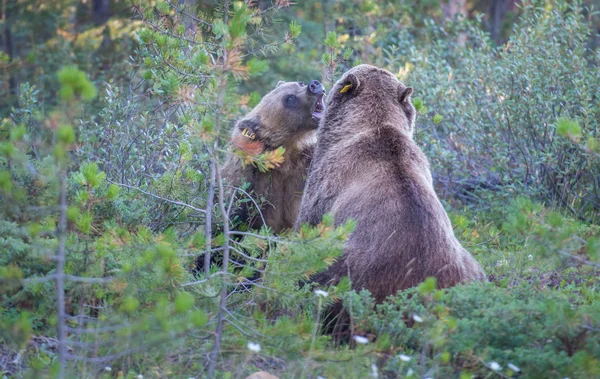 Дикие Медведи Гризли Природа Фауна — стоковое фото