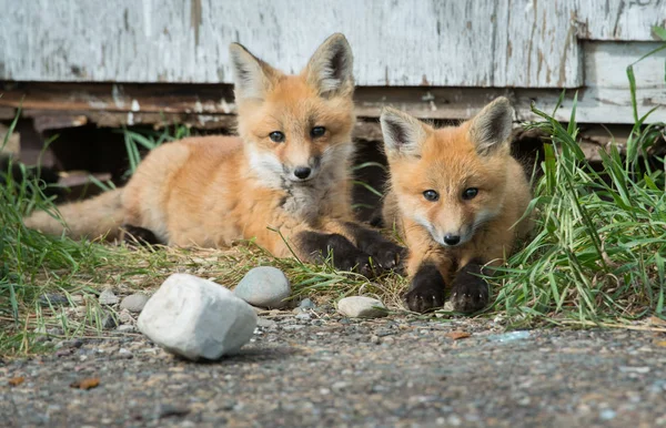 Červené Lišky Zvířata Příroda Fauna — Stock fotografie