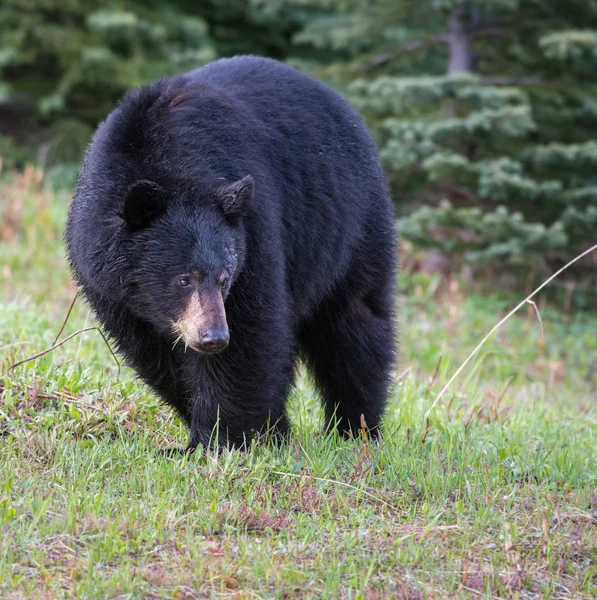 Wild Black Bear Nature Fauna — 스톡 사진