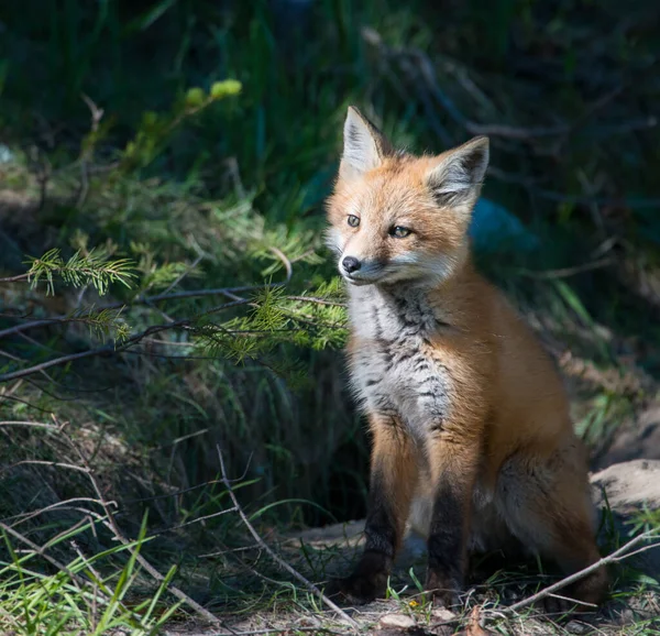 Volpe Rossa Animale Natura Fauna — Foto Stock