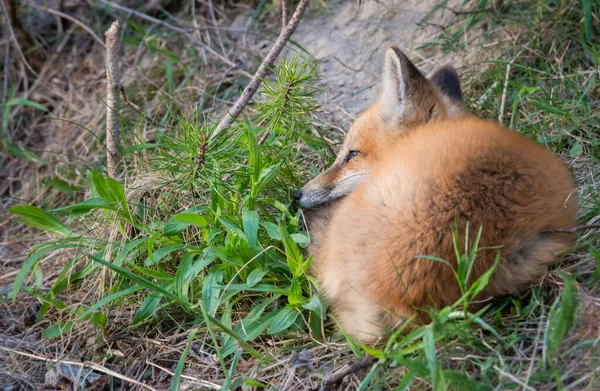 Κόκκινη Αλεπού Ζώο Φύση Πανίδα — Φωτογραφία Αρχείου