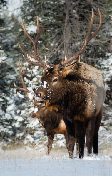 Wild Bull Elks Nature Fauna — Stock Photo, Image