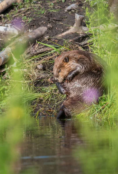 Castor Estado Selvagem Animal Natureza Fauna — Fotografia de Stock