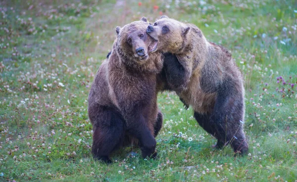 Osos Pardos Salvajes Naturaleza Fauna — Foto de Stock