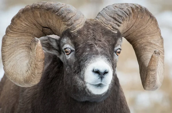 Bighorn Sheep, ram. nature, fauna