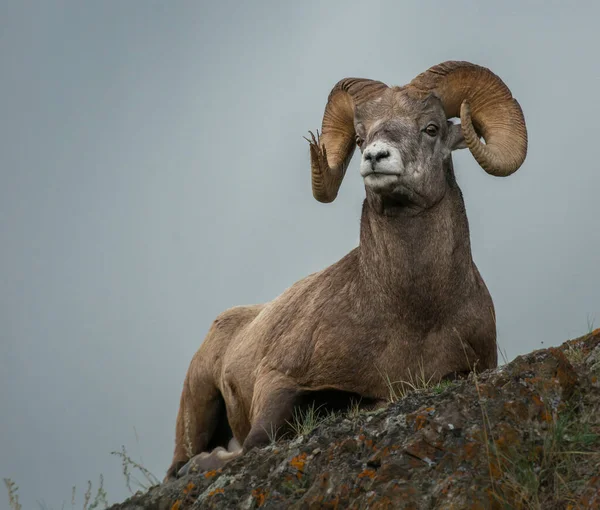 Wilde Bighorn Ram Dier Natuur Fauna — Stockfoto