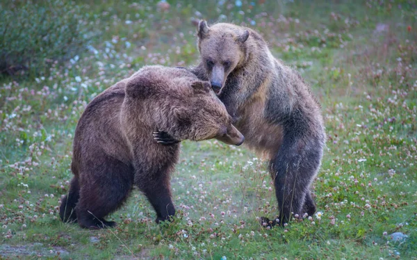 Osos Pardos Salvajes Naturaleza Fauna —  Fotos de Stock