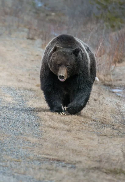 Wilder Grizzlybär Natur Fauna — Stockfoto