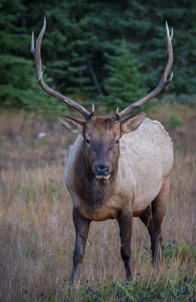 Wild Bull Elk Nature Fauna — Stok fotoğraf