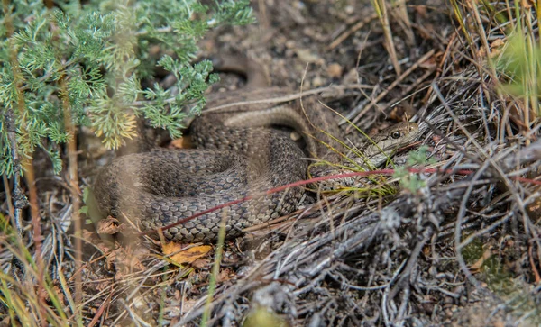 Snake Wild Stock Image