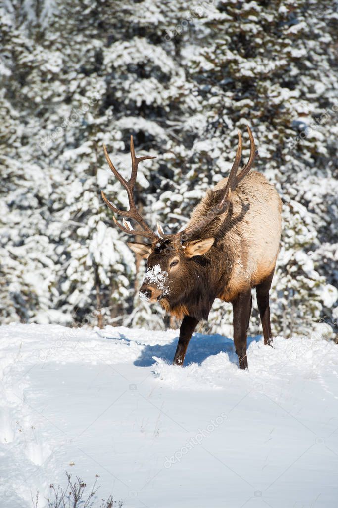 Wild bull elk. Nature, fauna    