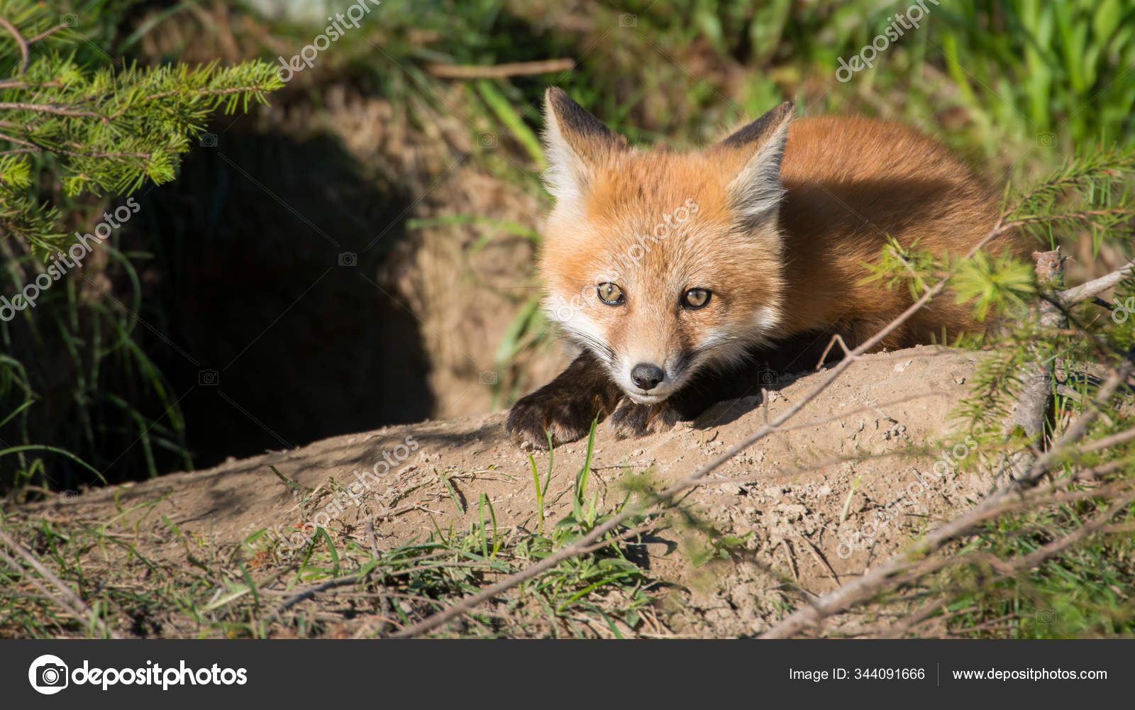 Red Fox Canada — Stock Photo © jill@ghostbear.org #344091666
