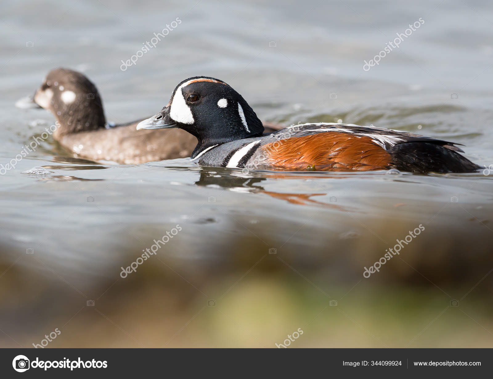Pato Arlequ n Salvaje P jaro Naturaleza Fauna fotograf a de stock