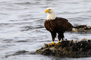 Vahşi doğada kartal, kuş. Doğa, fauna