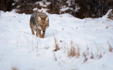 Vahşi bir çakal, hayvan. Doğa, fauna
