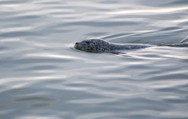  Vahşi nehir samuru, hayvan. Doğa, fauna