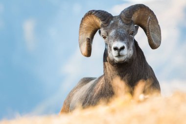 Wild Bighorn Sheep. Nature, fauna