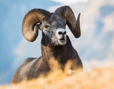 Wild Bighorn Sheep. Nature, fauna