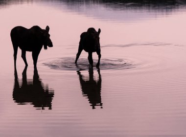 Vahşi geyikler, hayvanlar. Doğa, fauna 