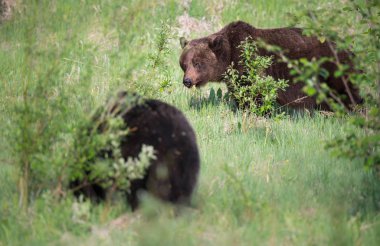Vahşi ayılar, hayvanlar. Doğa, fauna
