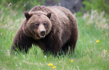 Vahşi boz ayı, hayvan. Doğa, fauna  