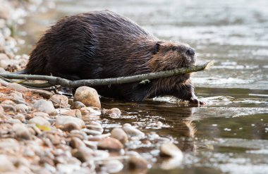 Wild beaver, animal. Nature, fauna