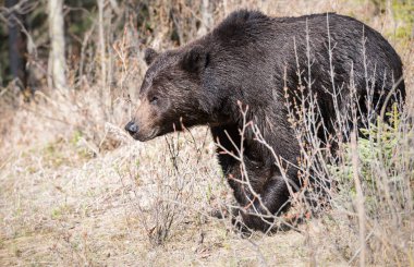 Vahşi boz ayı, hayvan. Doğa, fauna  