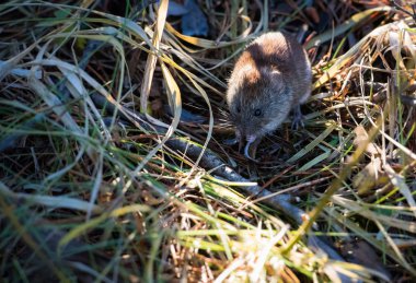 Sonbaharda tarla faresi