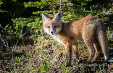 Kızıl Tilki Kanada