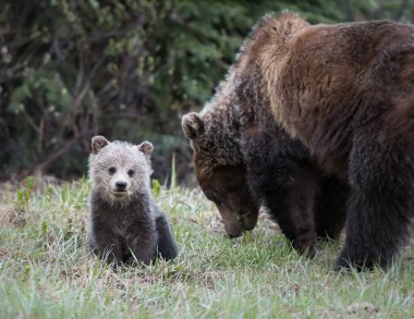 Vahşi ayılar, hayvanlar. Doğa, fauna 