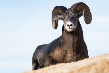 Wild Bighorn Sheep. Nature, fauna