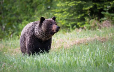 Vahşi boz ayı, hayvan. Doğa, fauna  