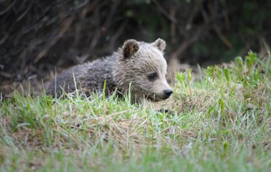 grizzly bear in wild, animal. Nature, fauna